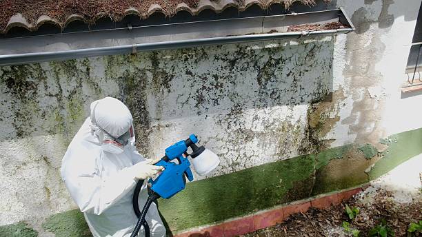 Trusted Mold Testing service in Auburn, NY - Cheap Mold Removal